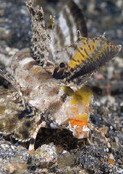 Kuiter's Dragonet. Lembeh straits. D200, 60mm. by Derek Haslam 